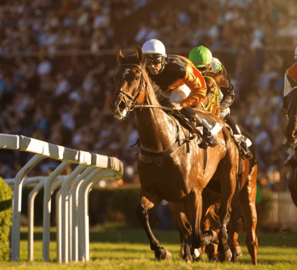 Horse Racing and the Art of Studying Horse Form